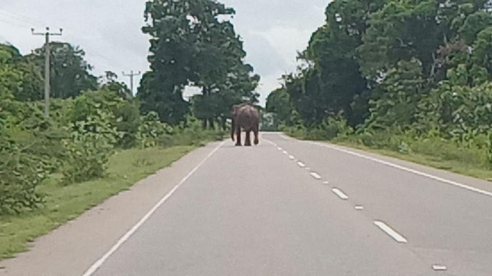 காட்டு யானை தாக்கி 28 வயது இளைஞர் மரணம்!