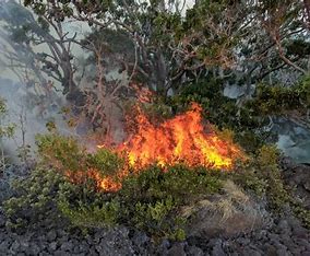 ஹவாய் காட்டுத் தீயில் சிக்கி பலியானோர் எண்ணிக்கை 93 ஆக அதிகரிப்பு.