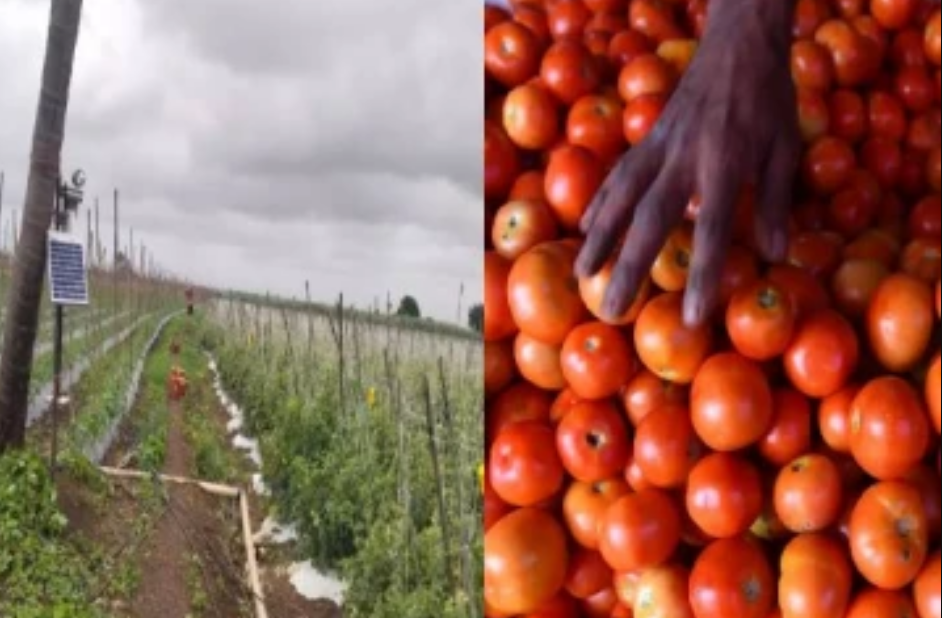 தக்காளியை பாதுகாக்க ரூ.22 ஆயிரம் செலவில் சிசிடிவி கேமரா வைத்த விவசாயி