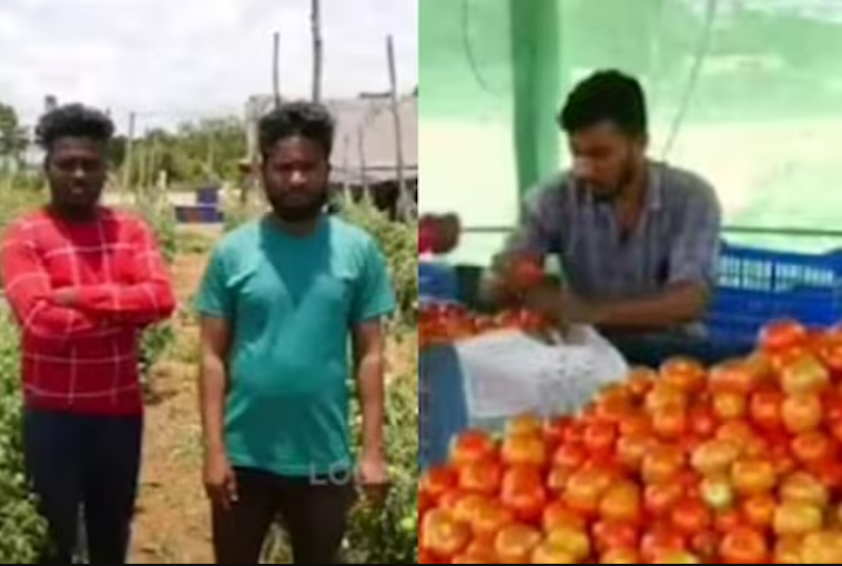 தக்காளியால் லட்சாதிபதியான விவசாய சகோதரர்கள்..!