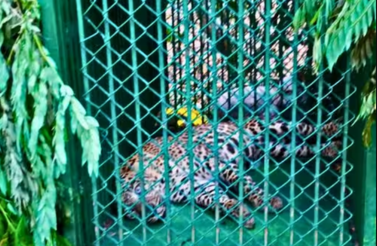 திருப்பதியில் பக்தர்களை அச்சுறுத்திய சிறுத்தை சிக்கியது!