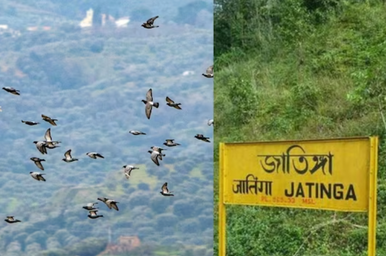 கூட்டம் கூட்டமாக உயிரை மாய்த்துக்கொள்ளும் பறவைகள்… அசாமில் ஒரு ‘மர்ம’ கிராமம்!