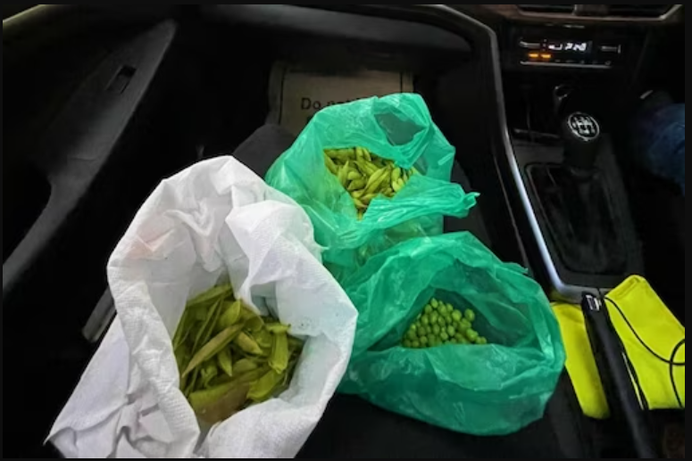 பெங்களூரு டிராபிக் மத்தியில் காய்கறி நறுக்கிய பெண்…!