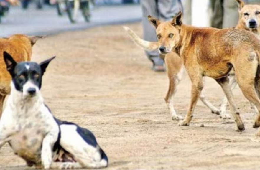 சென்னையில் 29 பேரை கடித்த நாய்க்கு ரேபிஸ்… 5 டோஸ் தடுப்பூசி போட அறிவுறுத்தல்