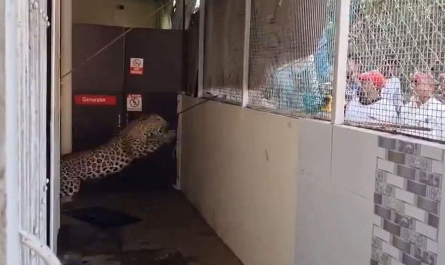 மருத்துவமனைக்குள் புகுந்த சிறுத்தை: நோயாளிகள் ஓட்டம்!