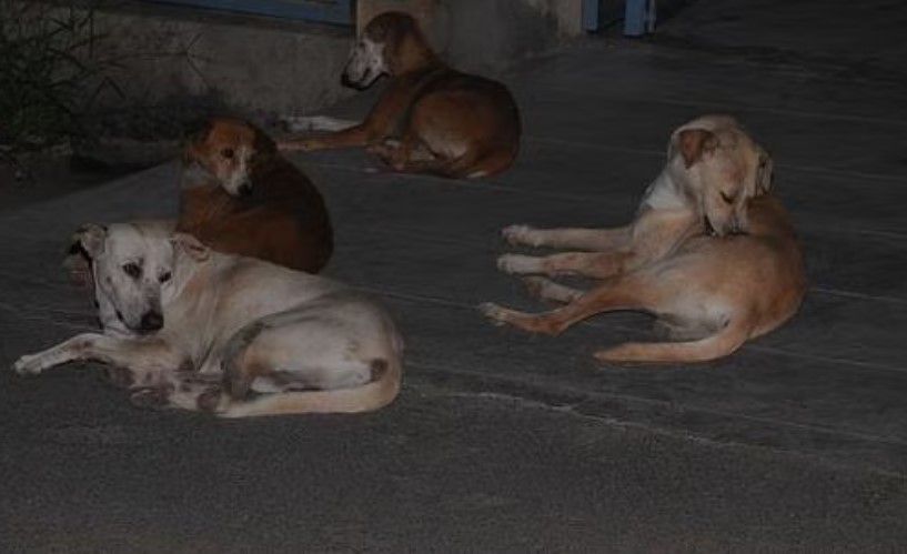 நாய்களிடையே அதிகரிக்கும் பாா்வோ வைரஸ்!