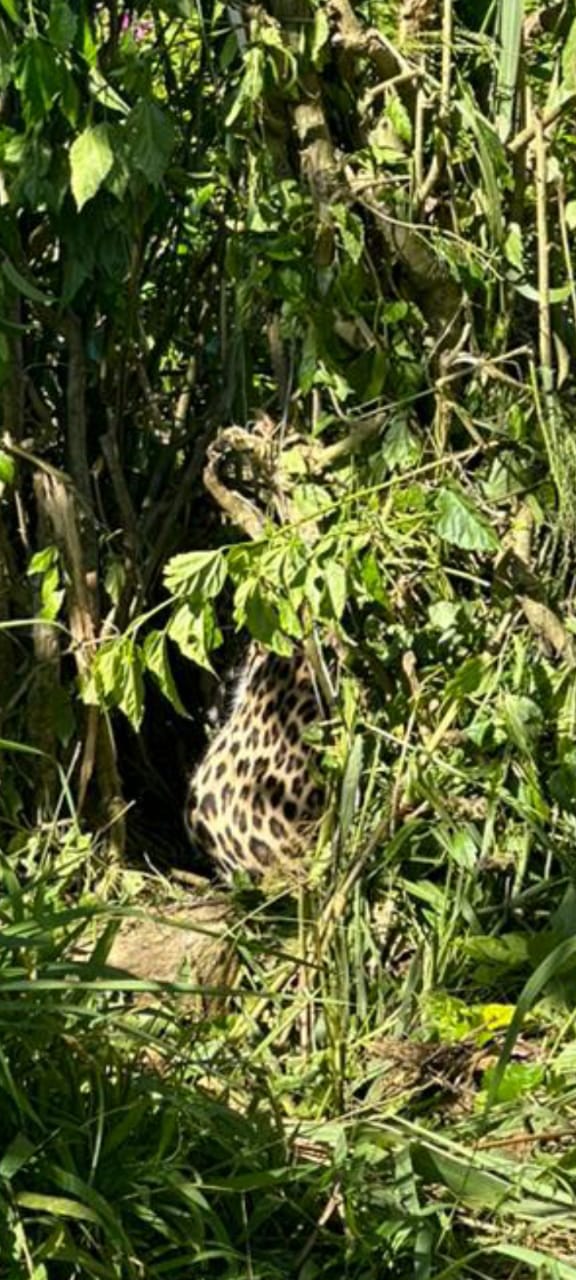 மஸ்கெலியா தோட்டத்தில் பொறியில் சிக்கிய சிறுத்தை! (Photo)