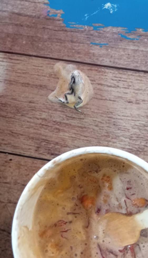 யாழில் ஐஸ்கிறீமுக்குள் தவளை! – சுகாதாரப் பரிசோதகர்களால் தீவிர விசாரணை.