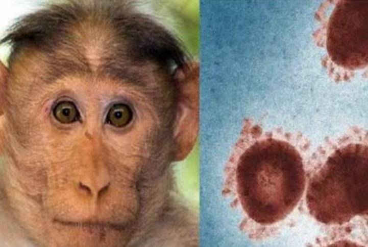 அச்சுறுத்தும் குரங்கு காய்ச்சல்… கர்நாடகாவில் பலி எண்ணிக்கை 2ஆக உயர்வு..!