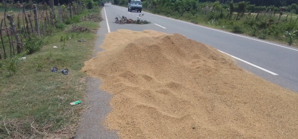 வடமராட்சியில் வீதியில் நெல் பரவிக் கொண்டிருந்தவர் மோட்டார் சைக்கிள் மோதி பலி!