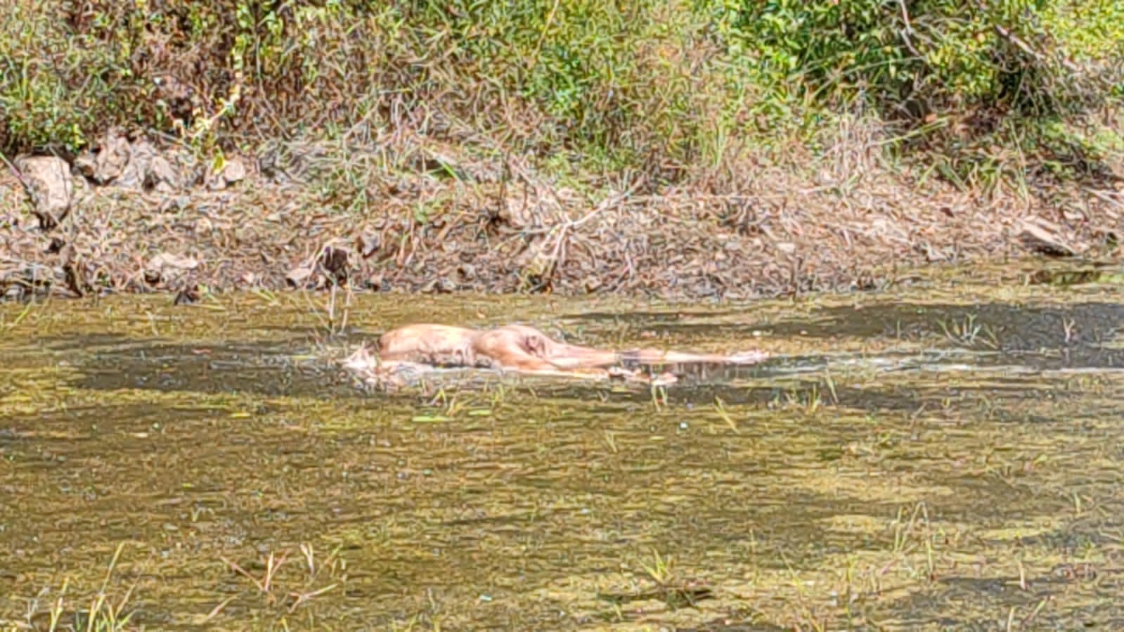 அழுகிய நிலையில் முதியவரின் சடலம் மீட்பு! – வவுனியாவில் பரபரப்பு.