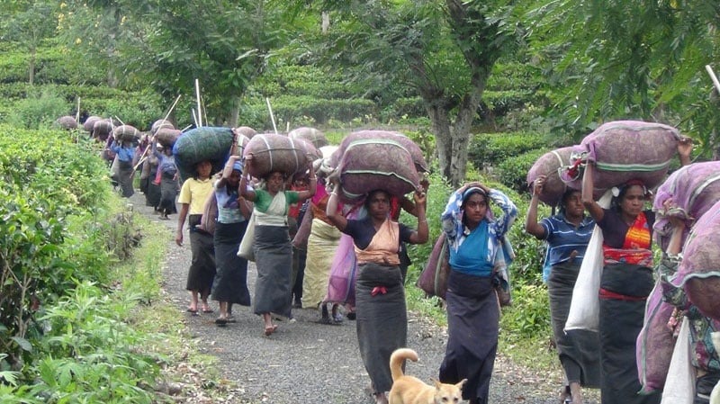 தோட்டத் தொழிலாளர்களுக்கு 1700 கொடுக்க முடியாது : நீதிமன்றம் செல்லும் தோட்டக் கம்பனிகள்.