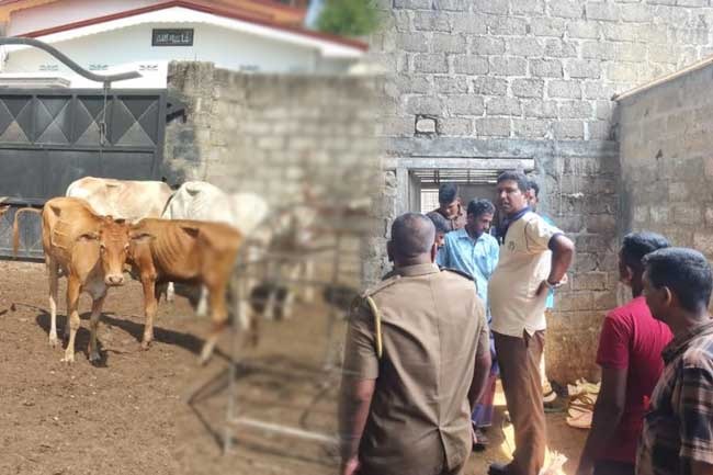 யாழ்பாண மாடறுப்பு நிலையத்தை சுற்றிவளைத்த பொலிஸார்.