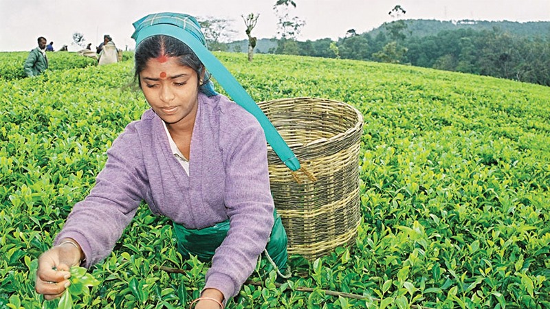 தோட்டத் தொழிலாளர்களின் சம்பளம் குறித்து தோட்ட உரிமையாளர்களின் தீர்மானம் இதோ!