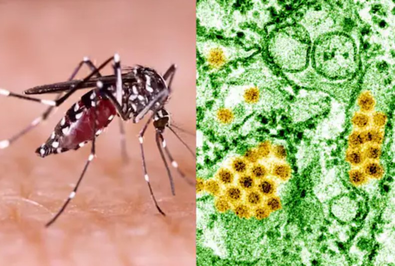 தமிழகத்தில் வேகமாக பரவும் டெங்கு காய்ச்சல்.. உள்ளாட்சி நிர்வாகங்களுக்கு அதிரடி உத்தரவு!