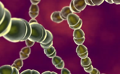 மனிதர்களின் தசையை தின்று 48 மணி நேரத்தில் கொள்ளும் புதிய வகை பக்டீரியா.