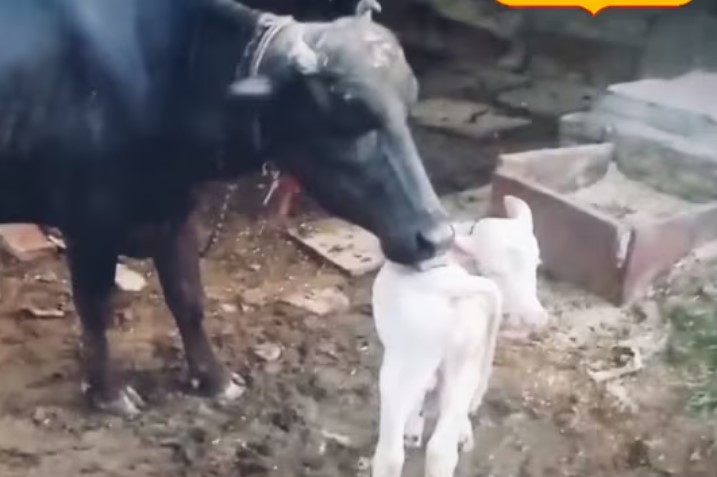 வெள்ளை நிறத்தில் பிறந்த எருமை கன்று…அதிர்ச்சியில் மக்கள்!