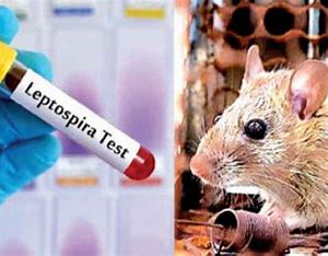 எலிக்காய்ச்சலினால் யாழில் இருவர் மரணம்.