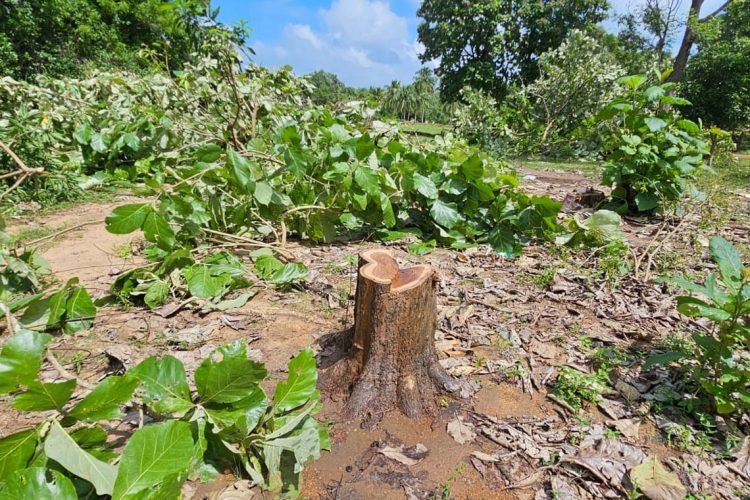 இராணுவ முகாம்கள் அகற்றப்பட்ட நாள் இரவே முல்லைத்தீவின் 80 ஏக்கர் தேக்குக் காடு அழிப்பு.