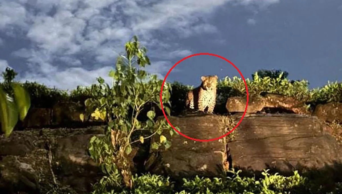 மலைப்புலிகள் கூட்டத்தால் ஆபத்து.