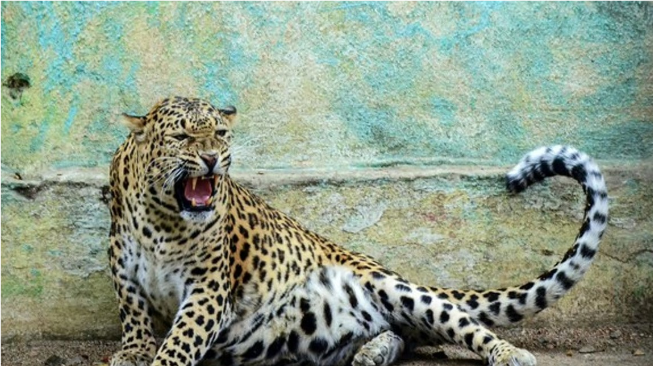 இன்ஃபோசிஸ் நிறுவன வளாகத்தில் சிறுத்தை – ஊழியர்களை வீட்டிலிருந்தே பணிபுரியுமாறு உத்தரவு