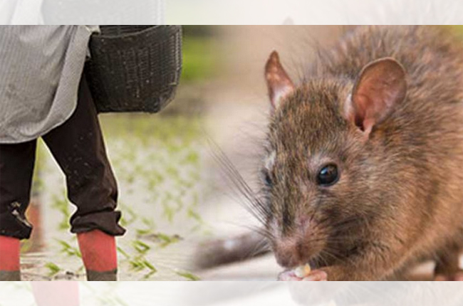 PCR சோதனை முடிவுகள்  எலிக்காச்சலால் வட மாகாணத்தில் இதுவரை 7 பேர் பலி.