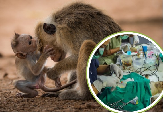 குரங்கு பிரச்சனைக்கு தீர்வு , கருத்தடை !