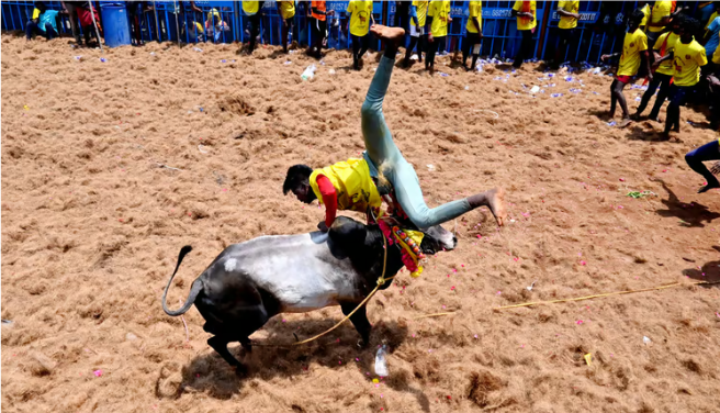 அவனியாபுரம் ஜல்லிக்கட்டுப் போட்டியில் காளை முட்டியதில் மாடுபிடி வீரர் நவீன் பலி!