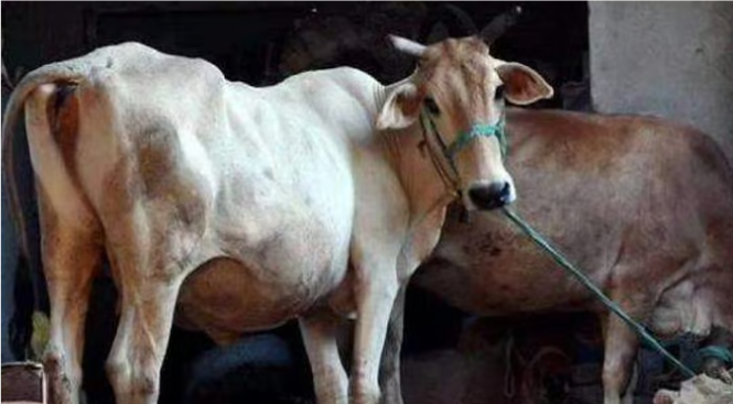 கோமியத்தில் உள்ள சேர்மங்கள் மற்றும் புரதம் பலருக்கு ஒவ்வாமையை உருவாக்கும் – தமிழ்நாடு அறிவியல் இயக்கம்