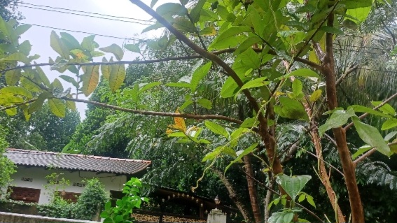 கடும் மழையுடனான வானிலை தொடர்ந்து நிலவும்.