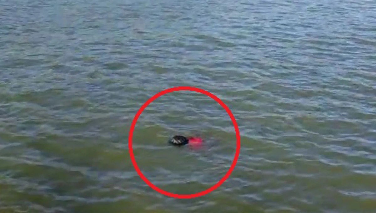 நீர்த்தேக்கத்தில் மிதக்கும் இறந்த ஒருவரது  உடல்.