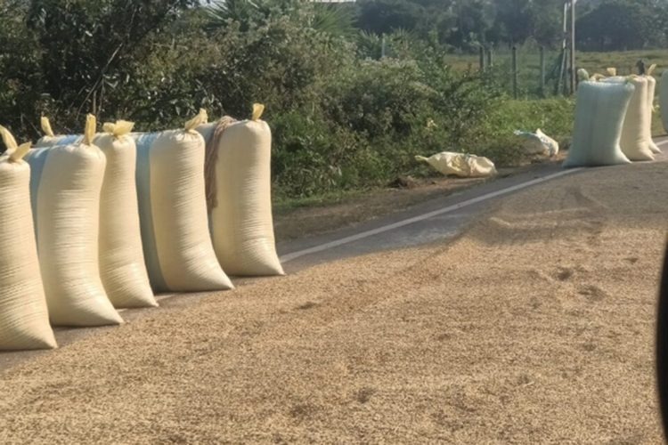 அனைத்து வகையான நெல்லின் விலையும் ஒரு கிலோ 96 ரூபாய்… அறுவடை கூலியை  கூட கொடுக்க முடியாது வவுனியா விவசாயிகள் புலம்பல்!