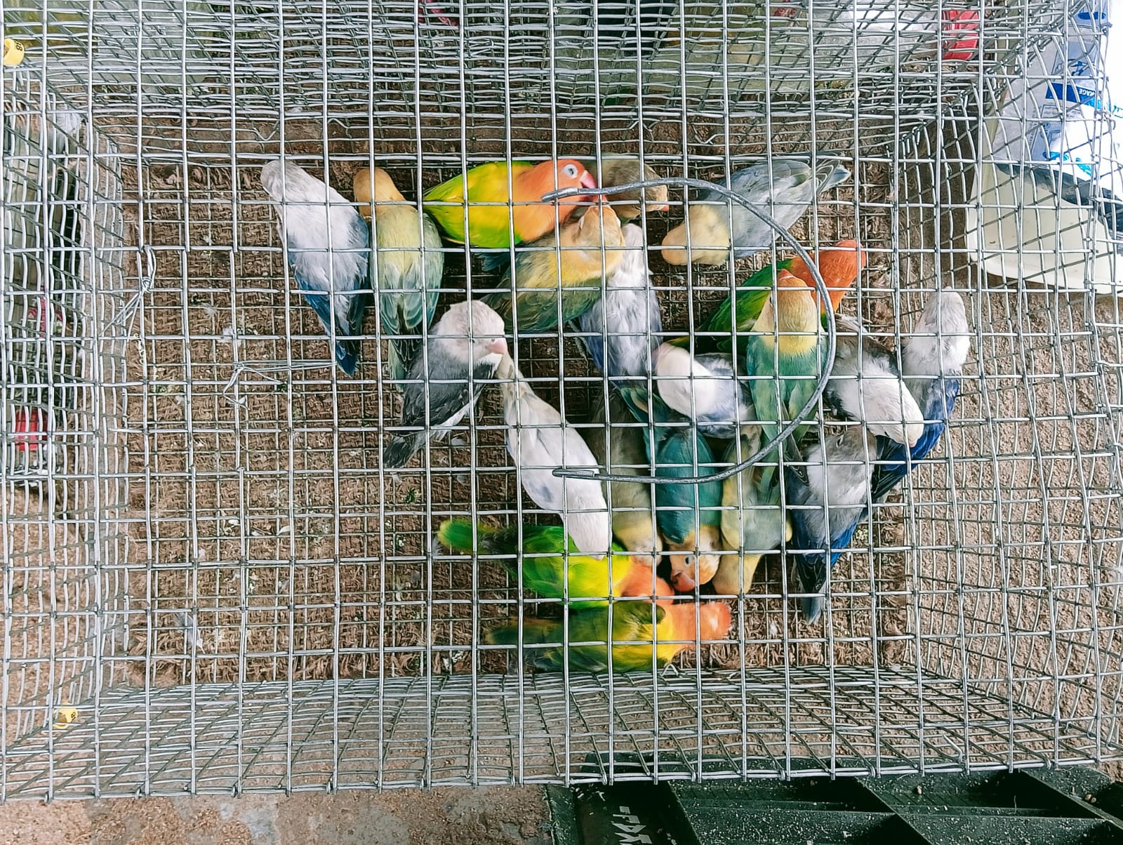 இந்தியாவிலிருந்து சட்ட விரோதமாகக் கொண்டுவரப்பட்ட பறவையினங்களுடன் மூவர் கைது.