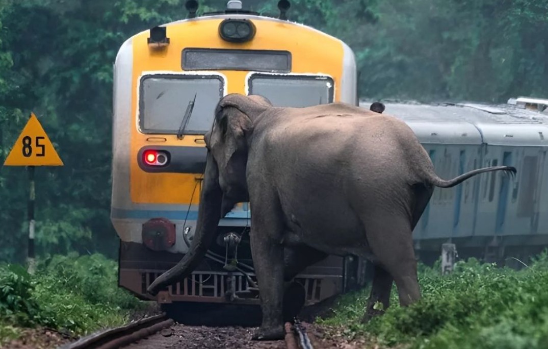 காட்டு யானைகள் ரயிலில் அடிபடுவதைத் தடுப்பதற்கு விரைவான நடவடிக்கைகள் – டிஜிட்டல் மற்றும் புதிய தொழில்நுட்ப முறைகள் குறித்தும் கவனம் செலுத்தப்படுகிறது!