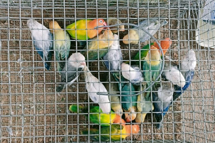 மன்னாரில் சட்டவிரோதமாக கொண்டுவரப்பட்ட பறவைகள் மற்றும் அணில்களுடன் 4 பேர் கைது!