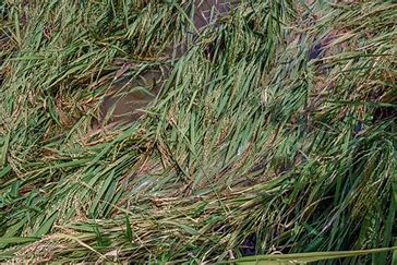 வெள்ளத்தால் சேதமடைந்த பயிர்களுக்கு விவசாயிகளுக்கு உடனடியாக இழப்பீடு வழங்க நடவடிக்கை .