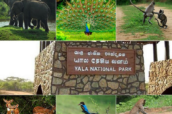 யால தேசிய பூங்காவில் தற்காலிகமாக மூடப்பட்டுள்ள வீதிகளைத் திறக்க நடவடிக்கை.