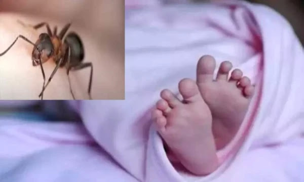 பிறந்து 21 நாட்களேயான  பெண் குழந்தை எறும்பு கடித்து பரிதாபச் சாவு!  – யாழ்ப்பாணத்தில் துயரம்.