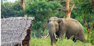 காட்டு யானை தாக்கி குடும்பஸ்தர் மரணம்!