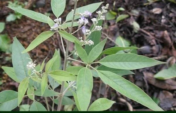 நொச்சி இலை ஆவி பிடிப்பதற்கு மட்டுமல்ல… இத்தனை மருத்துவ குணங்களை பற்றியும் தெரியுமா..?