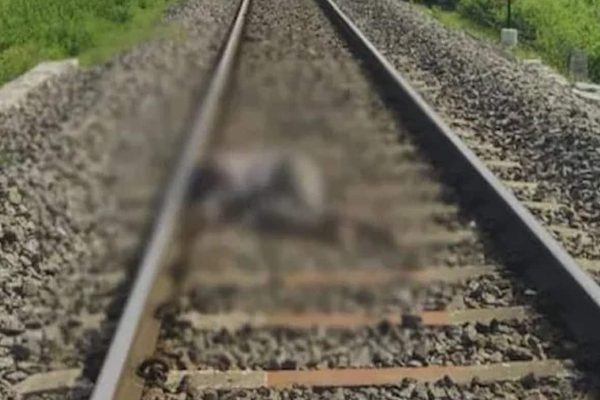 தண்டவாளத்தில் உறங்கிய  ரயில் கடவை மேற்பார்வையாளர் ரயில் மோதி பரிதாப உயிரிழப்பு!