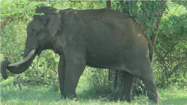 கேரளத்தில் காட்டு யானை தாக்கி இரு பழங்குடியினர் பலி