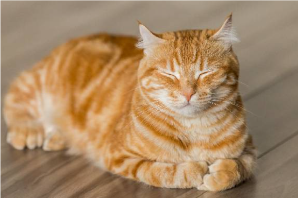 பூனைக்கடியால் பாதிக்கப்பட்ட இளைஞர் சிகிச்சை பெற்றுவந்த நிலையில் மன உளைச்சலில் விபரீத முடிவு !