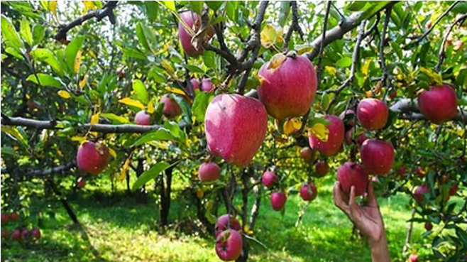 இந்தியா-துருக்கி உறவுகளில் விரிசல்: பாகிஸ்தானுக்கு ஆதரவால் வர்த்தகத் தடைகள், அத்தியாவசியப் பொருட்களின் விலை உயரும் அபாயம்