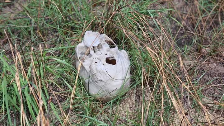 விடுவிக்கப்பட்ட கற்கோவளம் இராணுவ முகாம் அருகில் மனித எலும்பு எச்சங்கள் அடையாளம்!