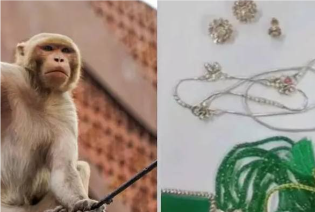 குரங்குகள் திருடிச் சென்ற 20 லட்சம் ரூபாய் நகை: பல மணி நேர தேடுதலுக்குப் பின் மீட்பு!