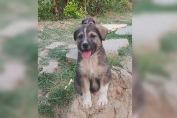 நள்ளிரவில் குரைத்து 67 பேரின் உயிரைக் காத்த நாய்: ஹிமாச்சலப் பிரதேச நிலச்சரிவில் அதிசயம்!