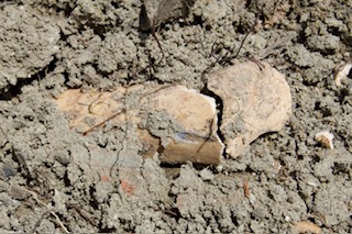 செம்மணிப் புதைகுழியில் இன்றும் இரு எலும்புக்கூடுகள் அடையாளம்.