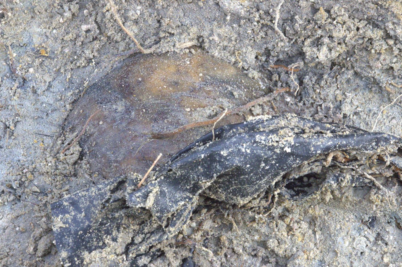 செம்மணி மனிதப் புதைகுழியின்  புதிய பகுதியில் மண்டையோடு  – இன்றைய அகழ்வுப் பணியின் போது அடையாளம்.