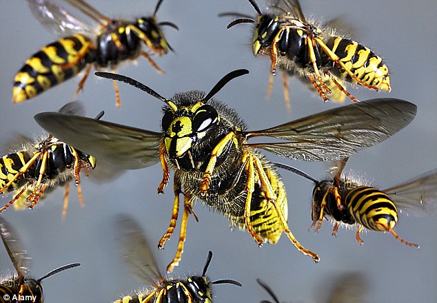 குளவி கொட்டி   ஒருவர் மரணம்.
